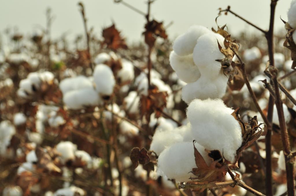 Bahia inicia colheita de algodão da safra 2019/20