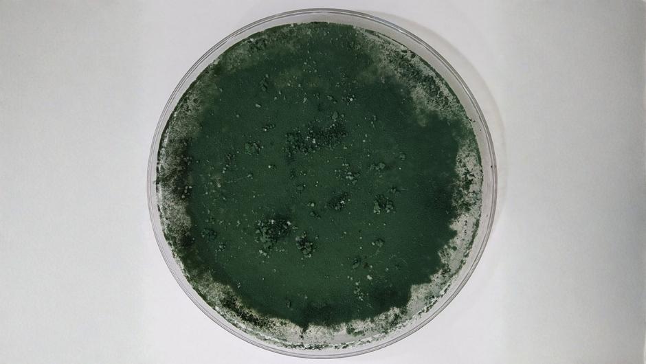 Fungo Trichoderma; foto: Gabriel Mascarin