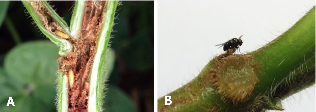 Pupas (A) e adulto (B) de Melanagromyza em soja.