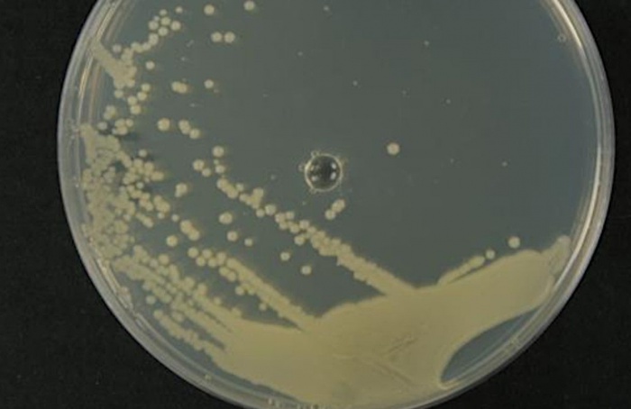 Pesquisa aponta que Bacillus safensis inibe Aspergillus flavus