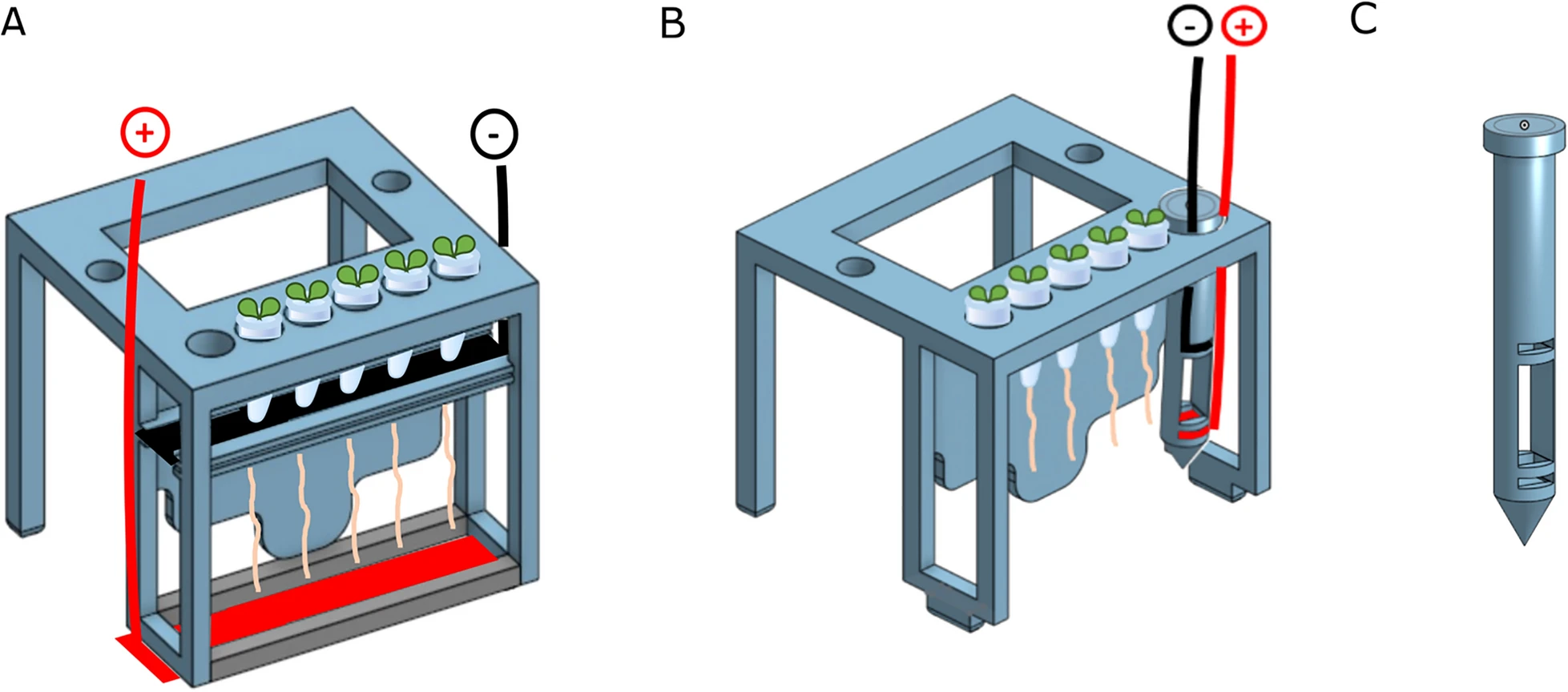 Esquema da configuração da caixa V impressa em 3D para ensaios de infecção de raiz com zoósporos de P. palmivora na presença de campos elétricos externos. Os eletrodos negativo e positivo são conectados a uma fonte de alimentação externa. <b>(A)</b> Configuração do campo elétrico global. As raízes são envolvidas em uma corrente iônica constante. <b>(B)</b> Configuração do campo elétrico local. Os eletrodos são montados em uma raiz simulada localizada em um lado da caixa V, de modo que as raízes não são envolvidas na corrente iônica. <b>(C)</b> Raiz simulada usada para gerar o campo elétrico local, com ranhuras usadas para inserir os eletrodos positivo e negativo