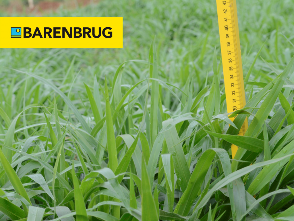 Barenbrug adquire o negócio de Brachiaria da Corteva Agriscience