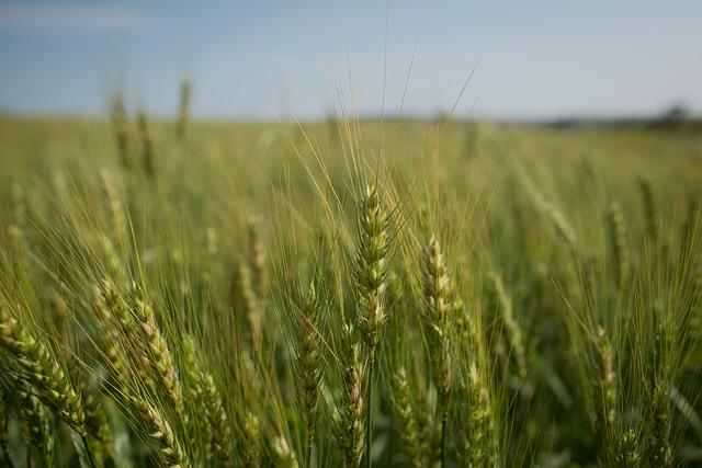 Produção de trigo aumenta no Brasil e Argentina, mas oferta global pode recuar