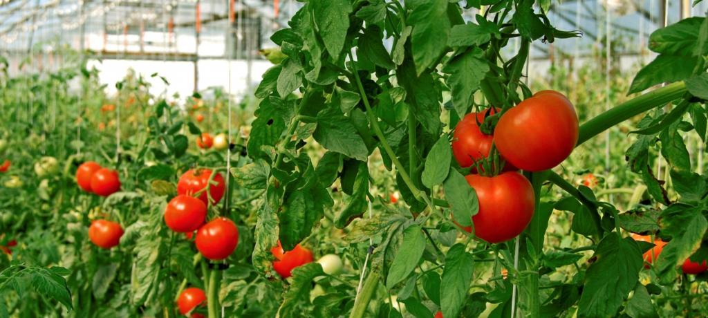 Deficiência de nutrientes é desafio para produtores de tomate