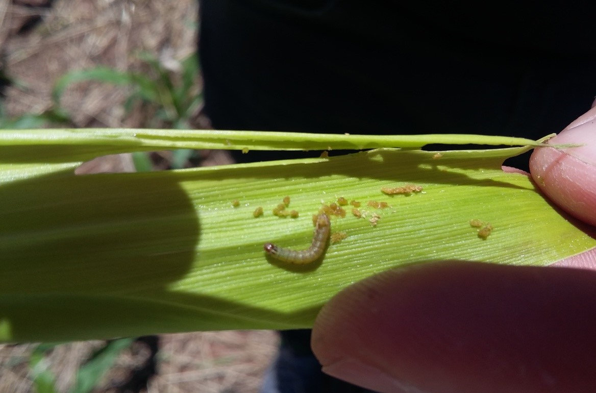 Principal praga na cultura do milho, a lagarta-do-cartucho pode levar a perdas de até 60%, dependendo do híbrido utilizado. - Foto: Anderson Rossato
