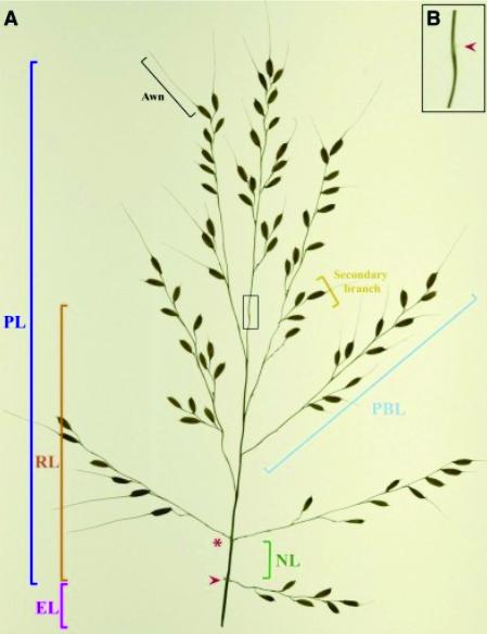 Software ajuda a melhorar geneticamente o arroz