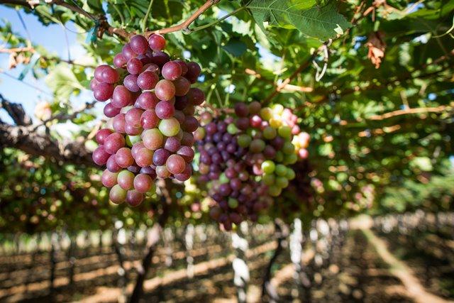 Produtores de uvas e vinhos devem se cadastrar até maio em novo sistema do Mapa
