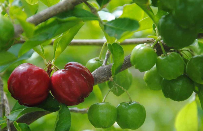Manejo de abelhas nativas eleva produtividade da acerola no Semiárido