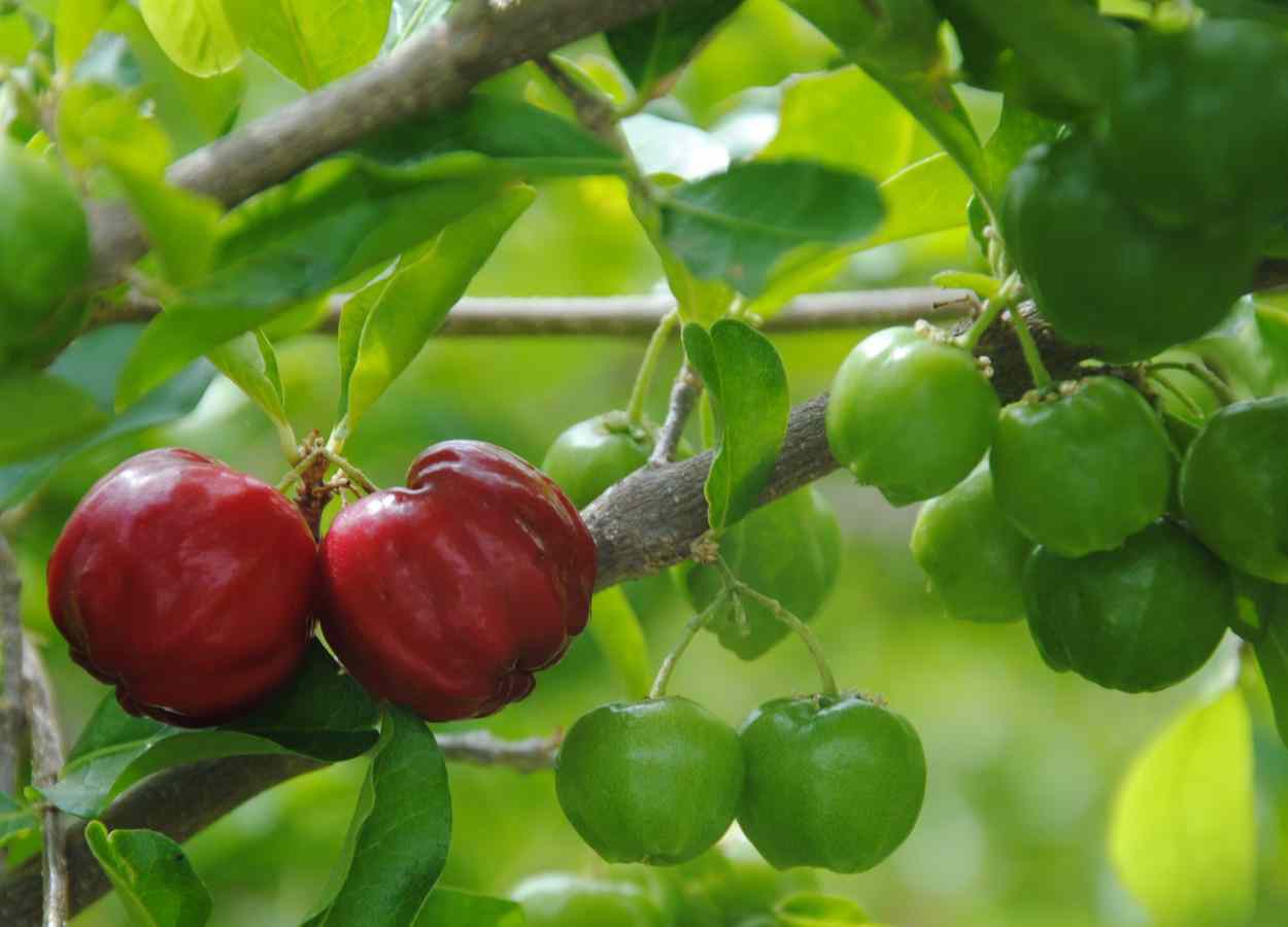 Manejo de abelhas nativas eleva produtividade da acerola no Semiárido