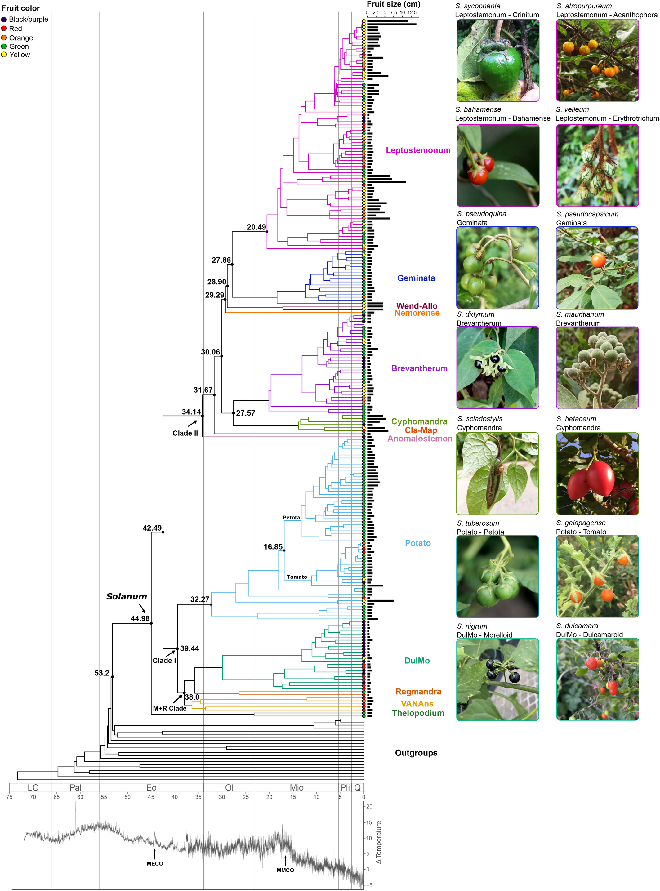 Estimativa do tempo de divergência para <i>Solanum</i> indicando sua origem no início do Eoceno e divergência entre as espécies existentes começando no médio Eoceno. Os tempos de divergência estimados relevantes das principais linhagens do clado são marcados nos nós correspondentes. As cores dos ramos correspondem às cores dos principais clados da Figura 1, com seus respectivos nomes no lado direito. As cores e tamanhos das frutas são mapeados nas pontas dos terminais. Na parte inferior do cronograma, a escala de tempo geológica é mostrada com períodos delimitados por linhas verticais, a variação de temperatura estimada para o Cenozóico e setas indicando o Ótimo Climático do Médio Eoceno e o Ótimo Climático do Médio Mioceno. Eo, Eoceno; LC, Cretáceo Superior; Mio, Mioceno; Ol, Oligoceno; Amigo, Paleoceno; Pli, Plioceno; Q, Quaternário. No lado direito, as fotos demonstram um pouco da variedade de cores, tamanhos e formatos que podem ser encontrados nas frutas Solanum. As fotos foram tiradas pelos autores ou baixadas da internet -&nbsp;doi.org/10.1111/nph.19849