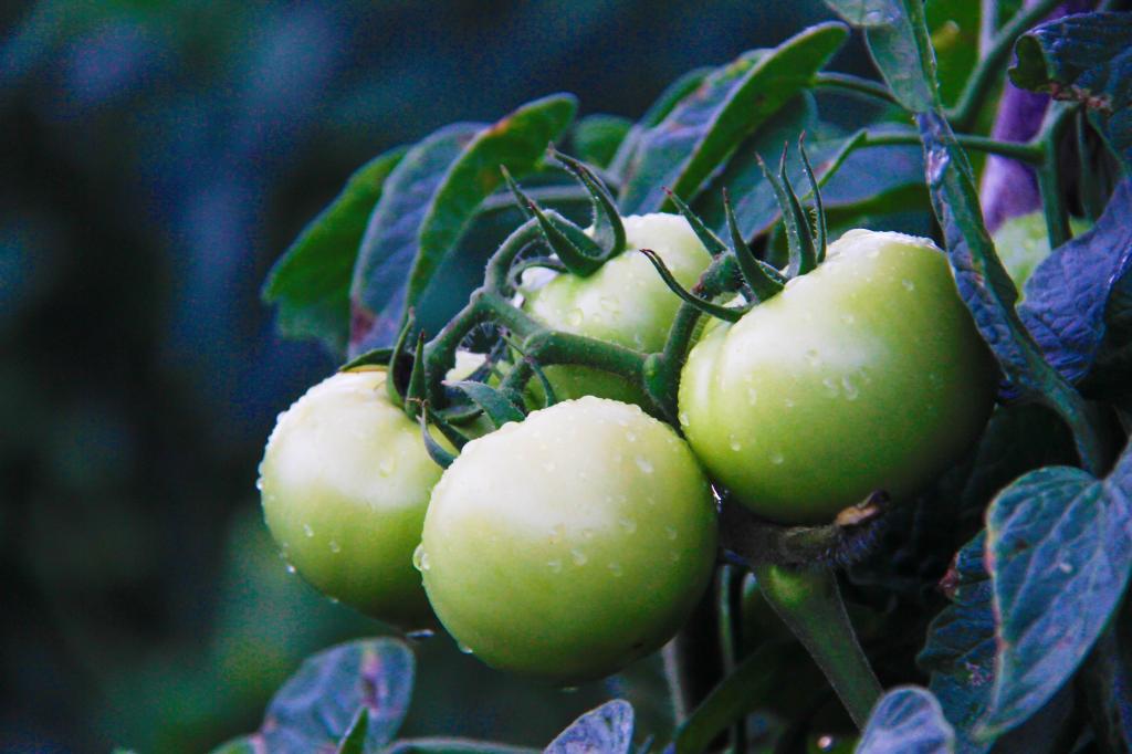Precursores hormonais auxiliam na padronização do tomate