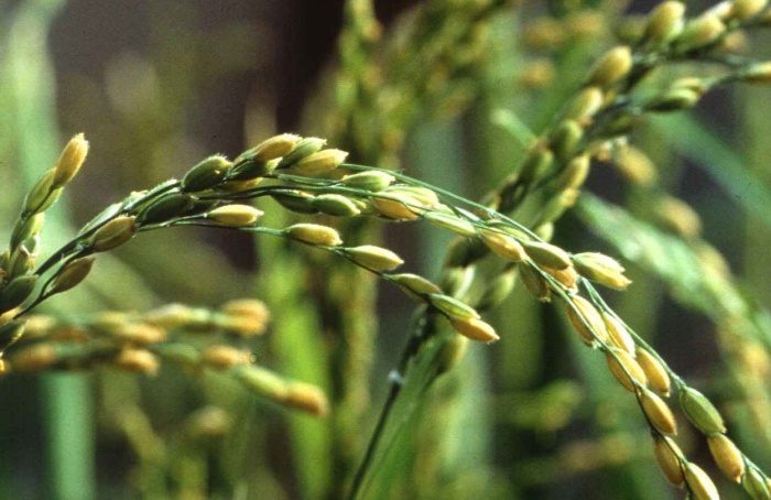 Herbicidas afetam forrageiras em rotação com arroz no Uruguai