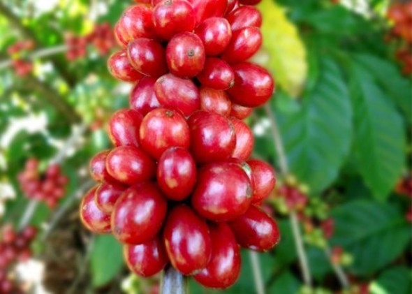 Nova cultivar de café tem potencial para mudar realidade do campo na Amazônia