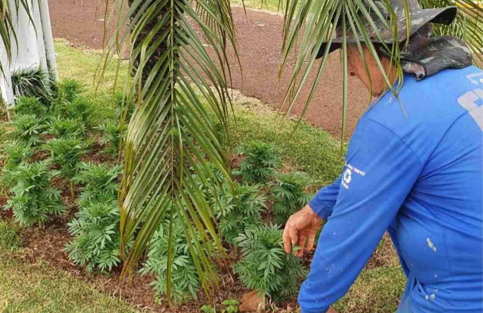 Coopavel inicia a contratação de 750 temporários ao Show Rural