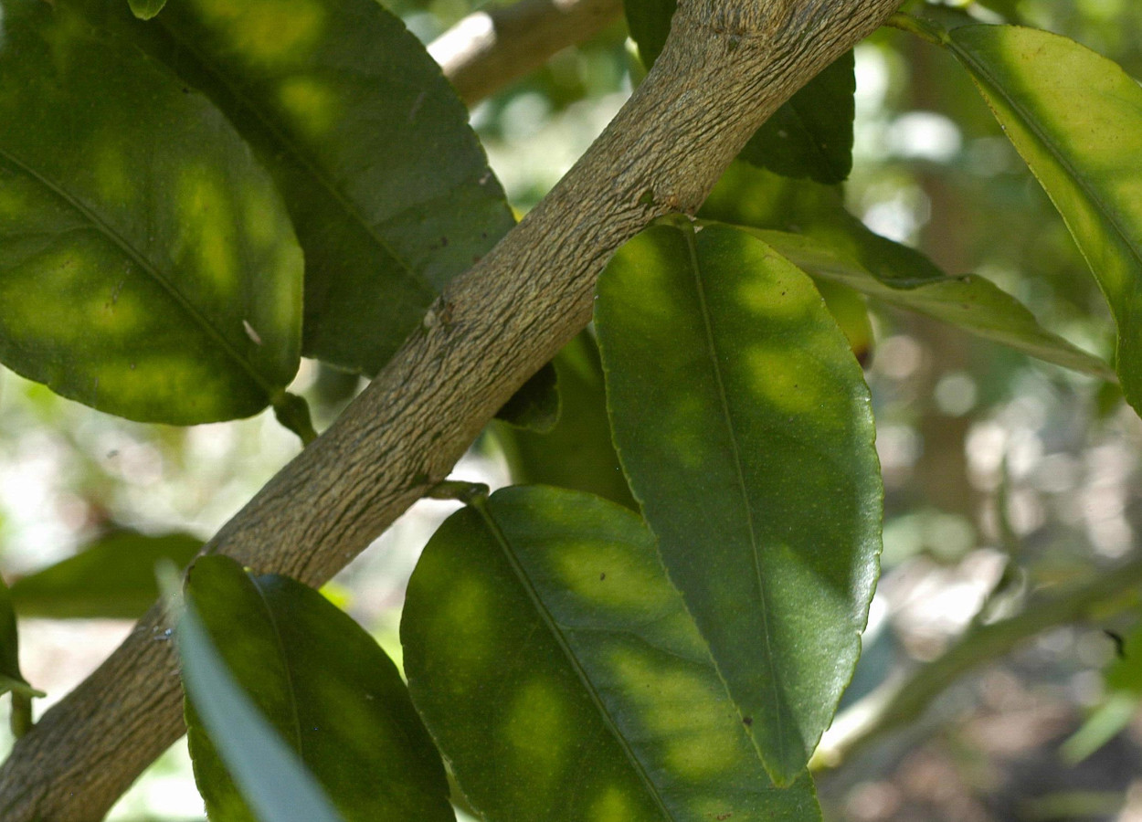 Foto:&nbsp;Natalie Hummel / Louisiana State University AgCenter - Bugwood