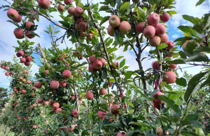 Innovative apple tree management system presents positive initial results in Paraná
