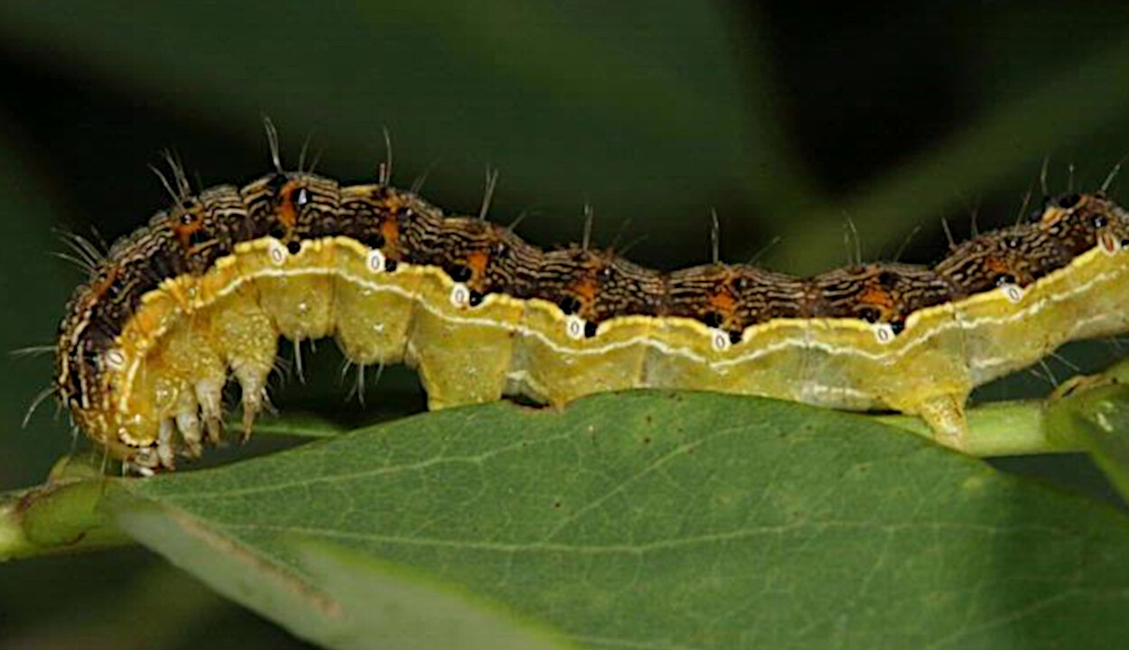 <i>Helicoverpa armigera</i>&nbsp;- Foto: Gyorgy Csoka
