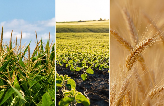 Hedgepoint analisa as tendências para soja, milho e trigo divulgadas pelo USDA