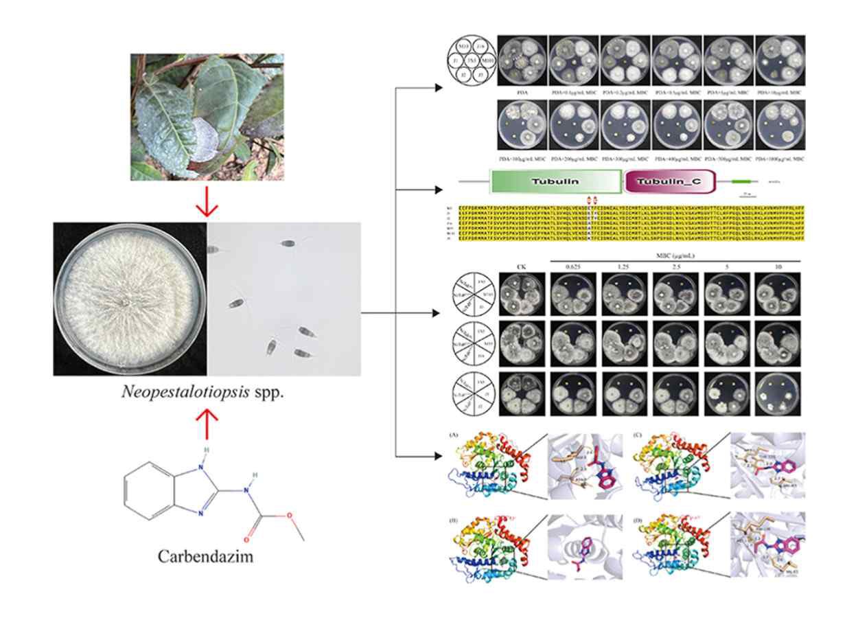 Mutações conferem resistência ao carbendazim em Neopestalotiopsis clavispora