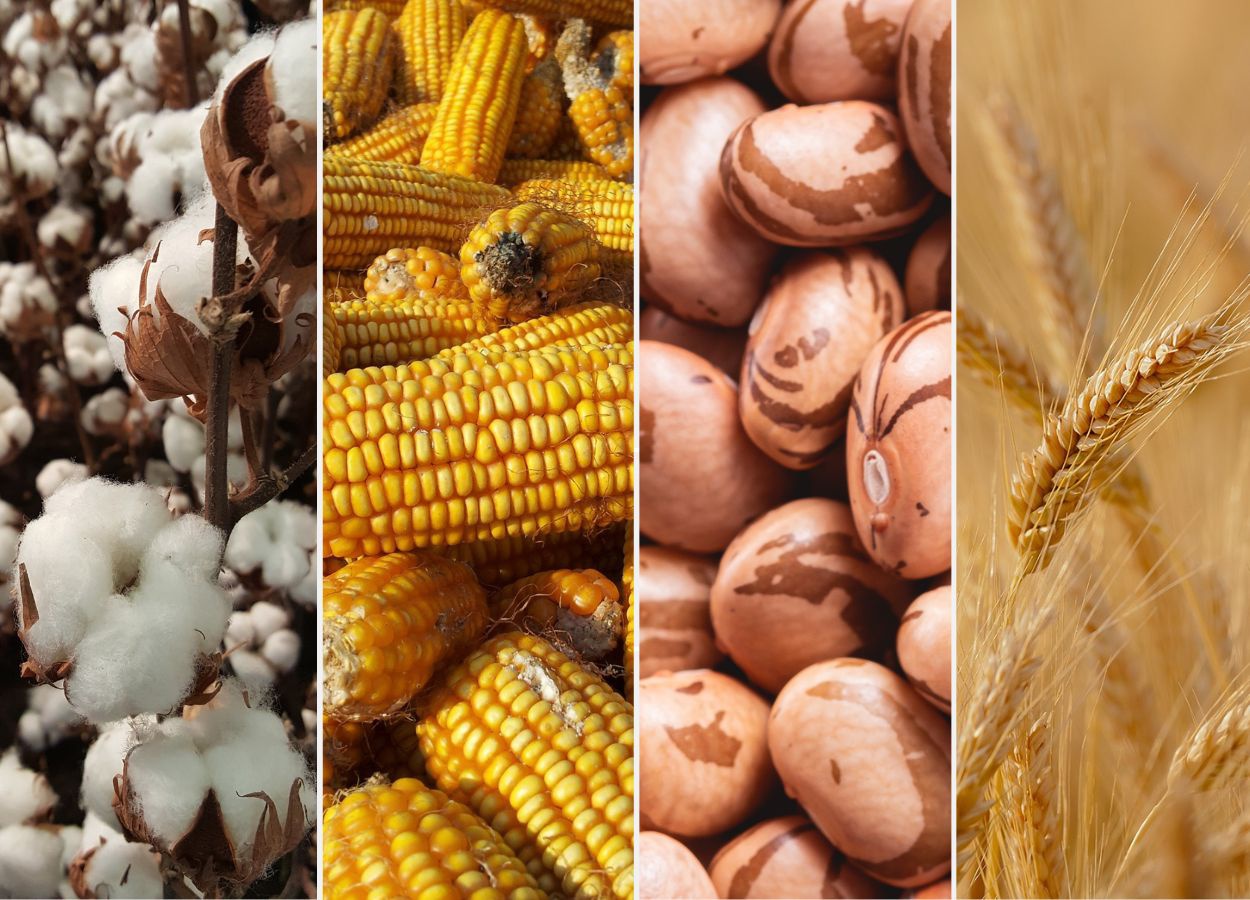 Colheita do milho 2ª safra atinge 79,6%, estima a Conab