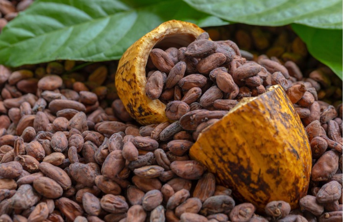 Mercado do cacau segue instável com foco em clima e consumo