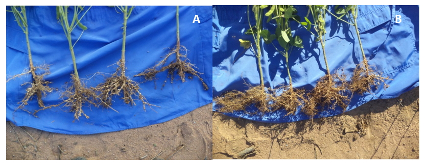 Figura 6. Plantas de soja semeadas após o milheto ADR 300 tratadas com	fipronil + piraclostrobina + tiofanato-metílico (A) e com cadusafós (B).