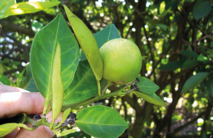 SP: relatório Cancro/Greening deve ser entregue até dia 15