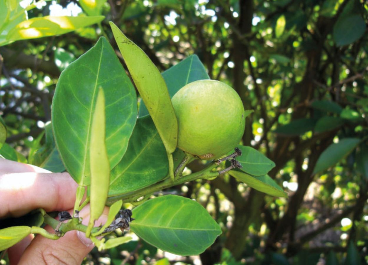 SP: relatório Cancro/Greening deve ser entregue até dia 15
