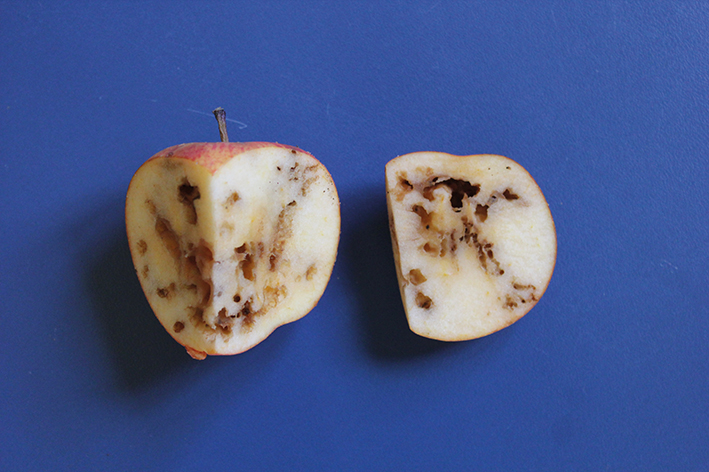 Galerias internas provocadas pela alimentação de larvas de Anastrepha fraterculus (Diptera: Tephritidae) em maçã