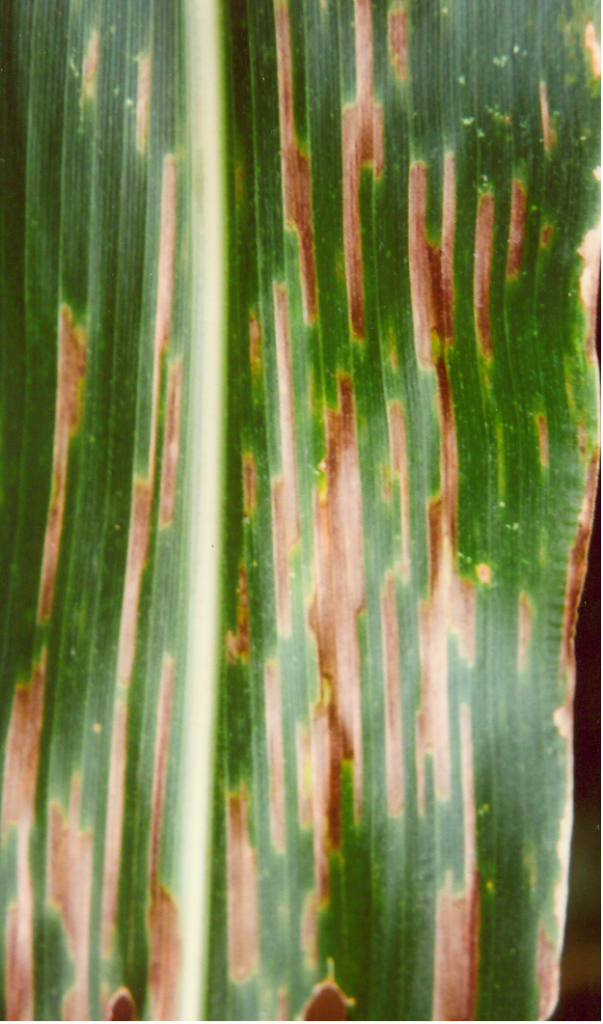 Benefícios da rotação de culturas para diminuição da severidade das manchas foliares