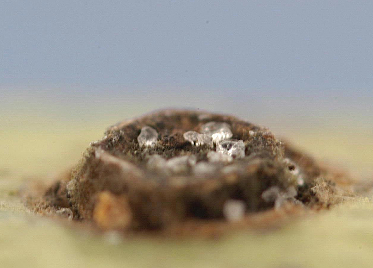 Foto: Jeffrey W Lotz, Florida Department of Agriculture