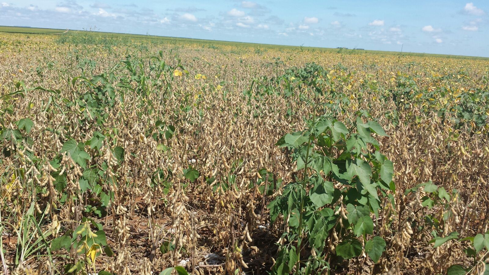  Plantas de algodão em meio à lavoura de soja em entressafra devem ser eliminadas, visando quebrar o ciclo do bicudo-do-algodoeiro. - Foto: ATRs IMAmt