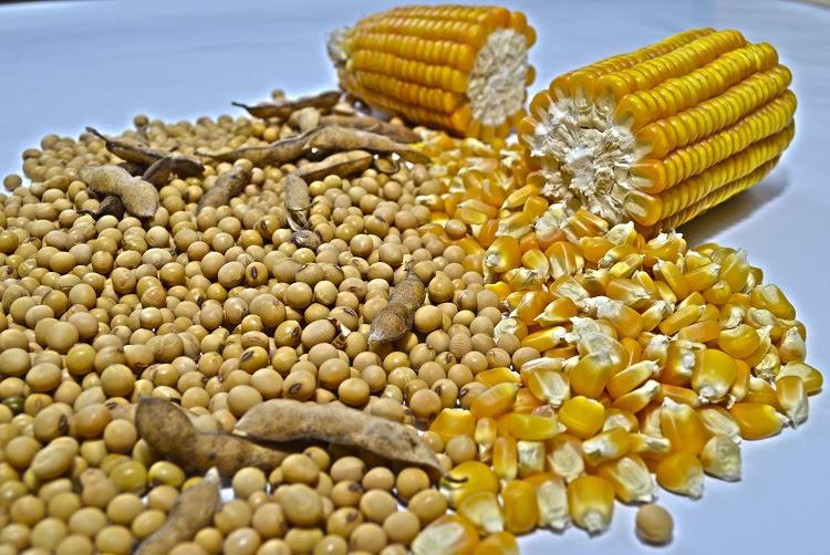 ​Pouco movimento no mercado provoca queda no preço da soja e milho no início de novembro