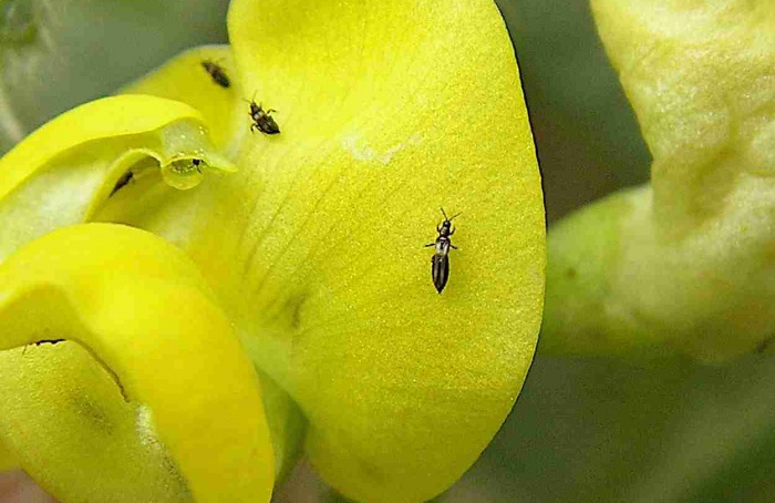 Resistência de Megalurothrips usitatus a inseticidas avança na China