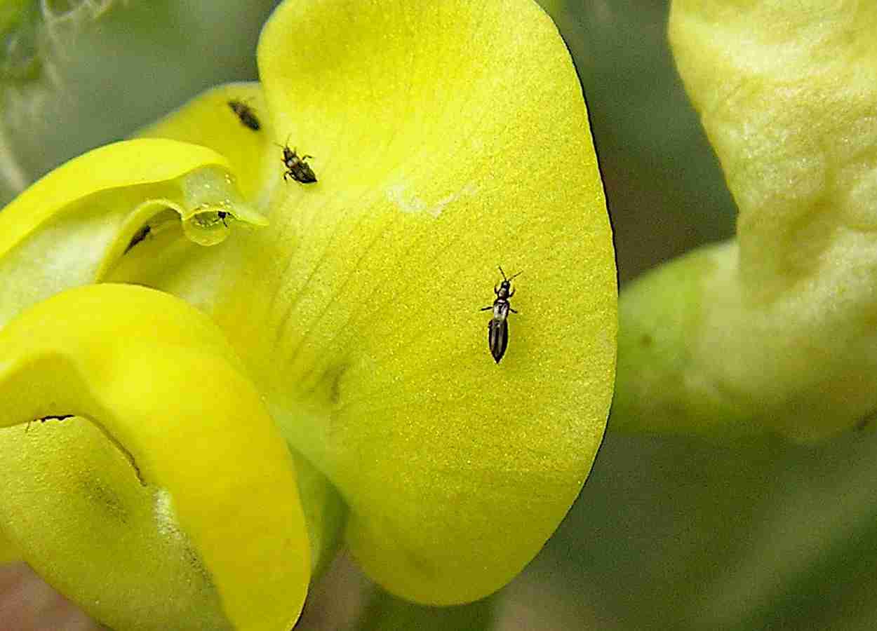 Resistência de Megalurothrips usitatus a inseticidas avança na China