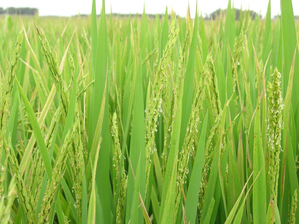 Pesquisa dos estoques privados de arroz tem início na próxima semana