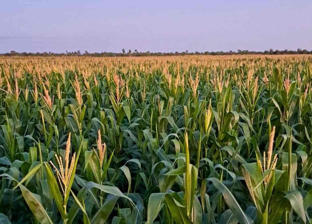 Estudo indica custos de produção de milho 2ª safra em MS