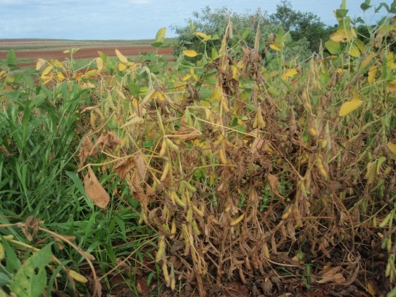 Podridão cinza da raiz de soja, um mal que aparece com seca e calor
