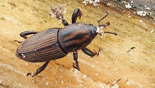 Pesquisa do IB busca o controle biológico do bicudo da cana