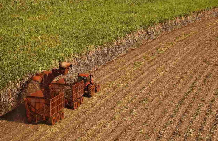 Moagem de cana cresce 14,7% na primeira quinzena de julho