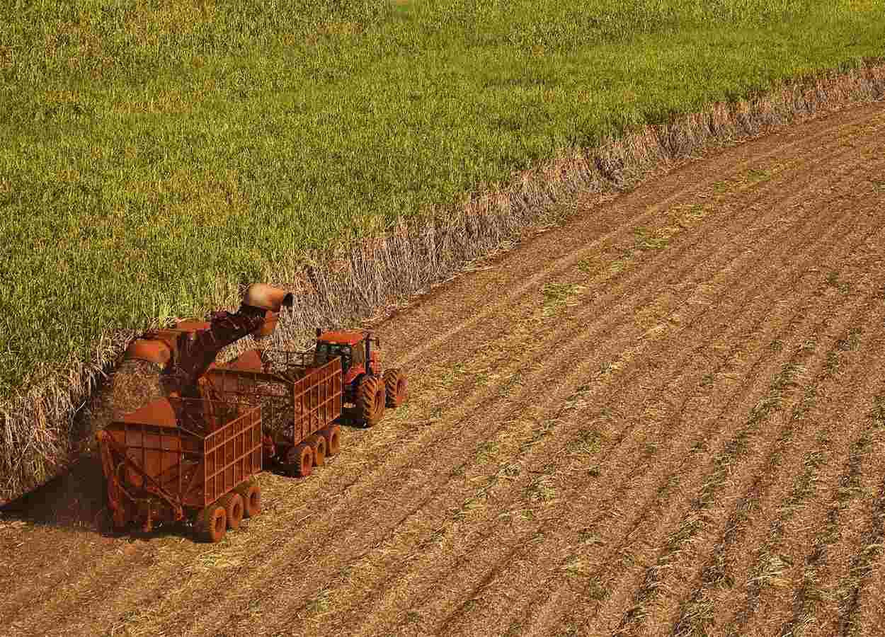 Molienda de caña de azúcar crece 14,7% en primera quincena de julio