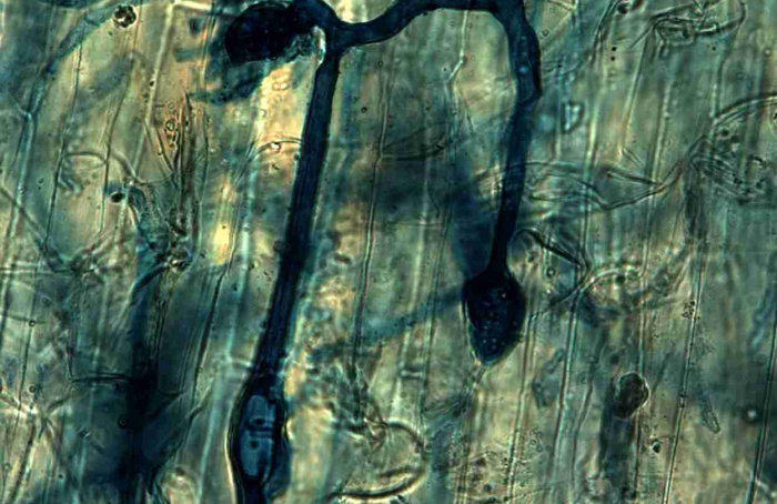 Fungos micorrízicos usam RNA para estimular colonização das raízes