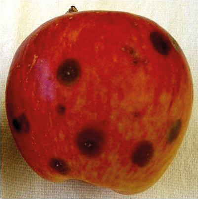 Desenvolvimento de lesões de podridão em maçã, após puncturas realizadas por fêmeas adultas de Anastrepha fraterculus (Diptera: Tephritidae)