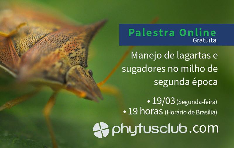 Instituto Phytus realiza palestra online gratuita sobre manejo de lagartas e sugadores no milho de segunda época