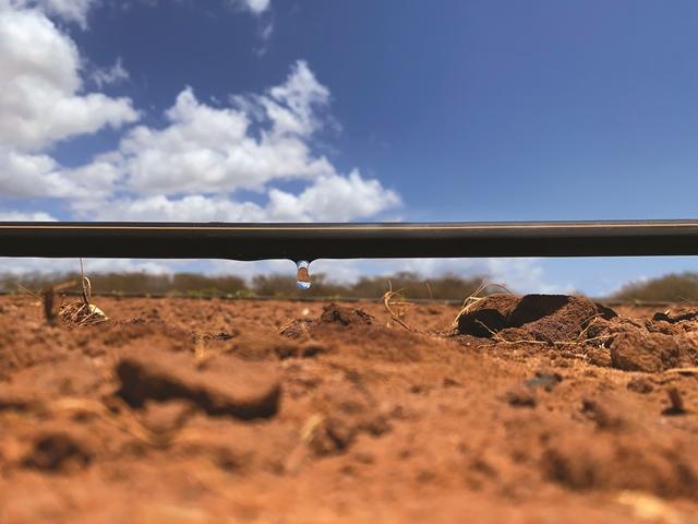 Drip irrigation, a tool for conscious and sustainable use of water in the face of the water crisis