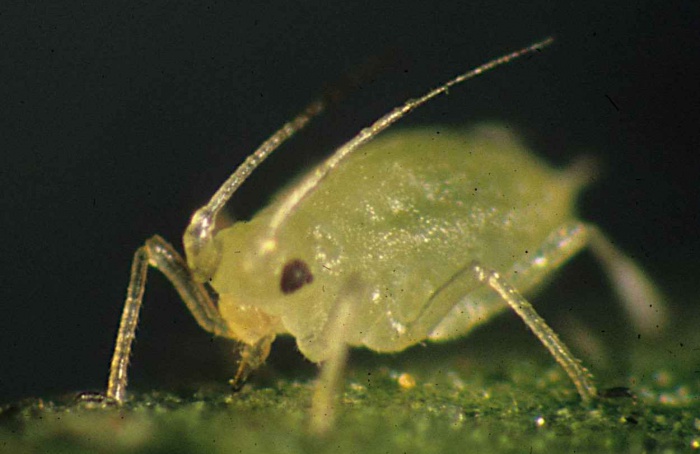 Fungos endofíticos elevam população de pulgão em pimentão