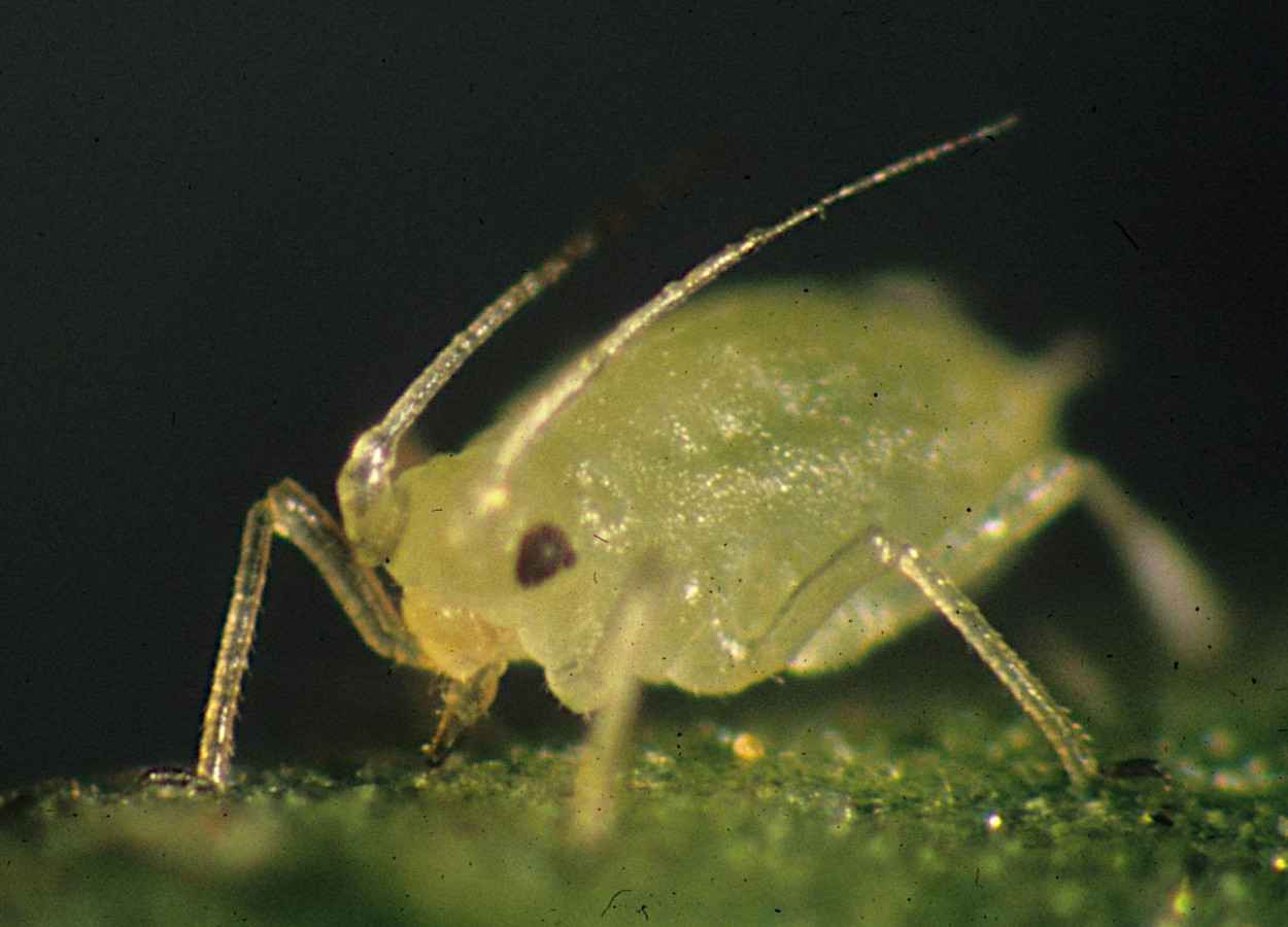 Fungos endofíticos elevam população de pulgão em pimentão