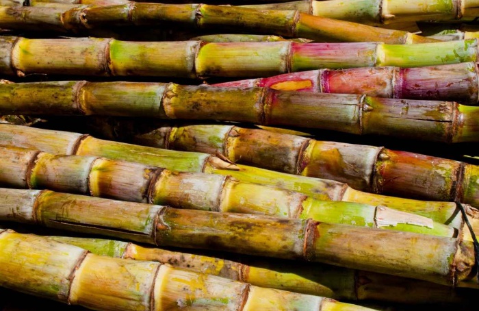 Produção de cana-de-açúcar na safra 2026/27 deve crescer 4,7%