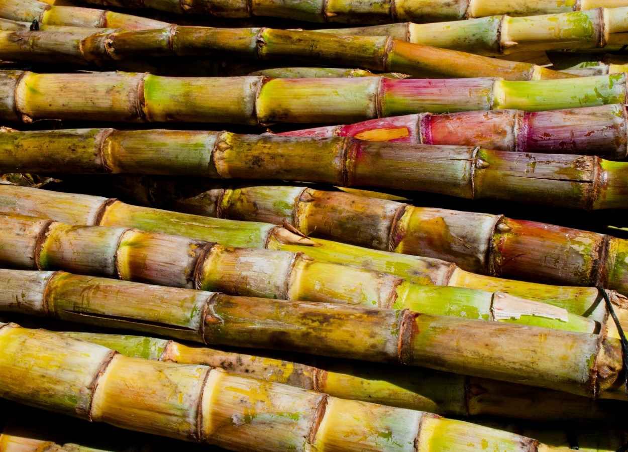 Produção de cana-de-açúcar na safra 2026/27 deve crescer 4,7%