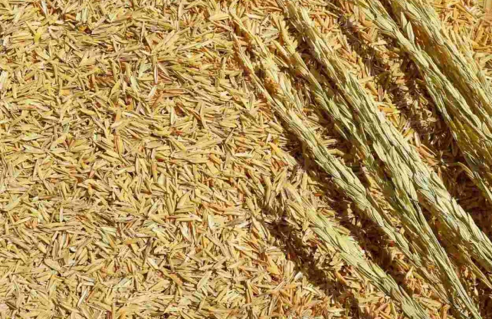 Brasil conquista novo mercado para o arroz na Costa Rica
